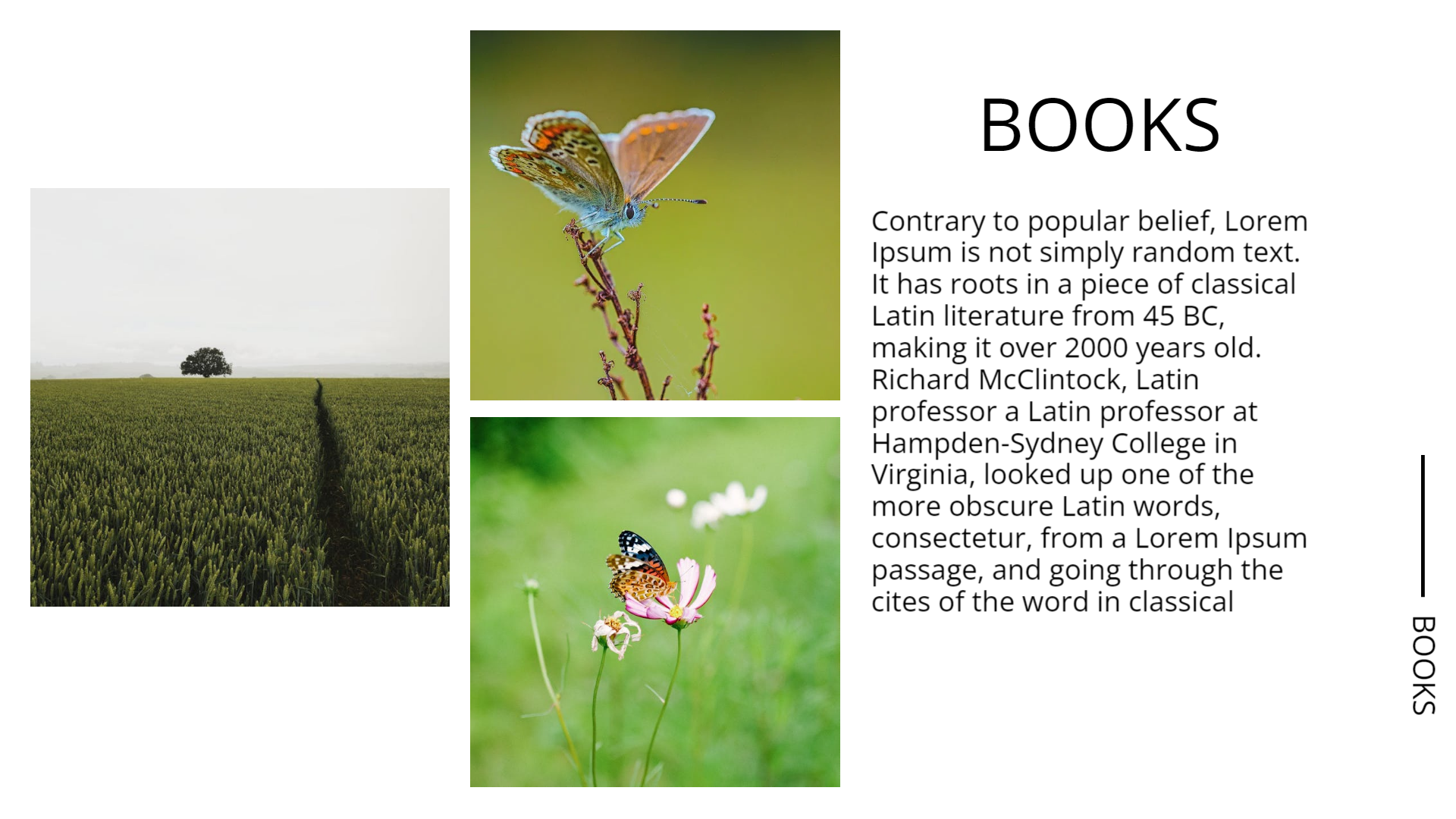 Image_Gallery_Layout default presentation template - professional slide design preview